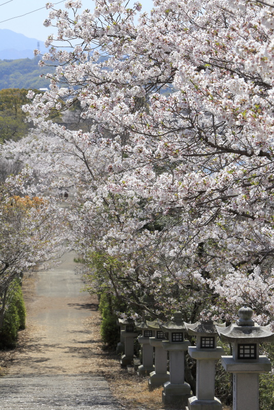 竜桜公園_4月・桜(香川県高松市)イメージ１１