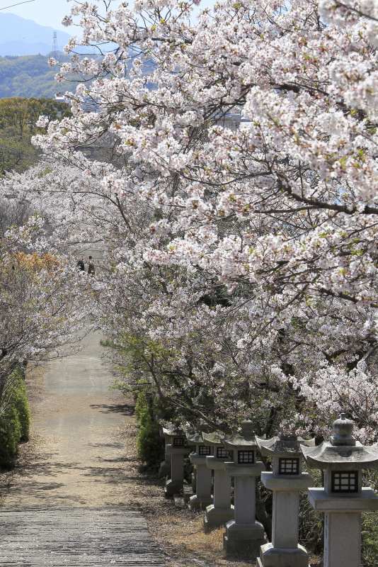 竜桜公園_4月・桜(香川県高松市)イメージ１２