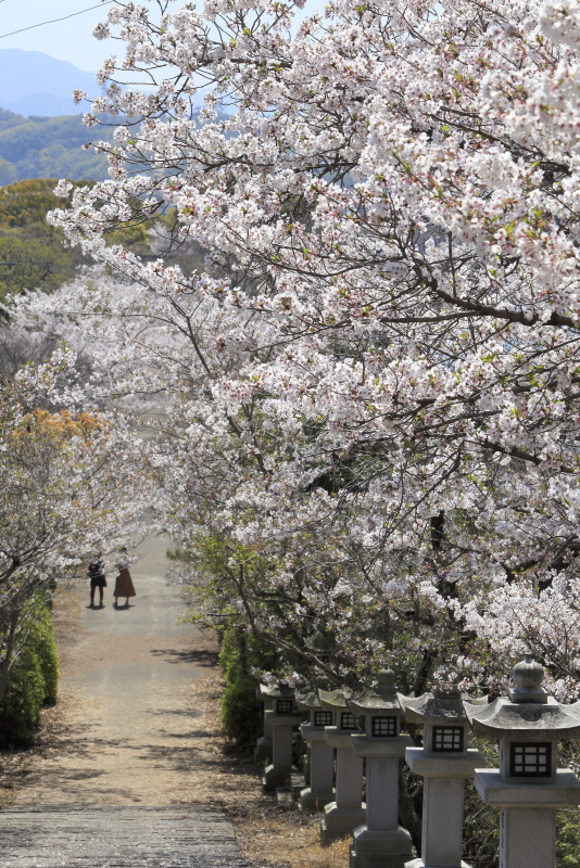 竜桜公園_4月・桜(香川県高松市)イメージ１４