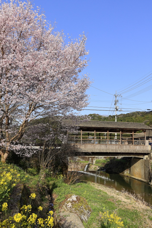 常盤橋の春(愛媛県内子町)イメージ１