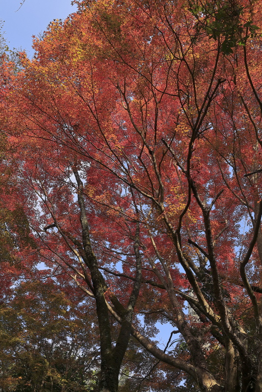 竜王公園_11月(愛媛県内子町)イメージ１０
