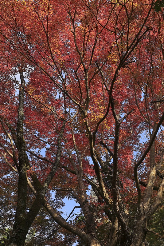 竜王公園_11月(愛媛県内子町)イメージ１１