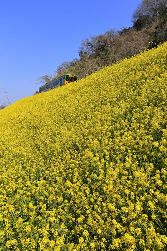 菜の花と列車_3月(愛媛県伊予市)イメージ１