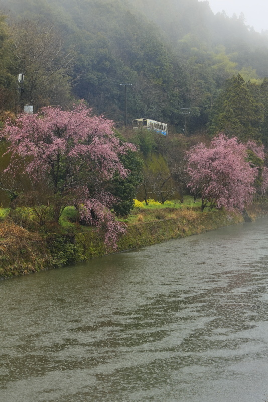 しだれ桜と列車と鳥居元橋_3月(愛媛県内子町)_1イメージ１
