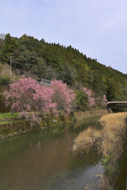 しだれ桜と列車と鳥居元橋_3月(愛媛県内子町)_2イメージ１