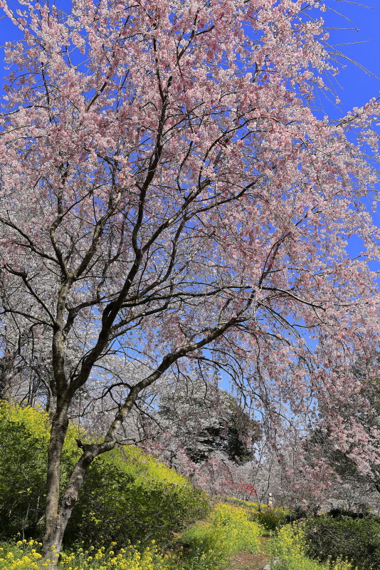 四季の詩公園の桜_3・4月(愛媛県内子町)イメージ１