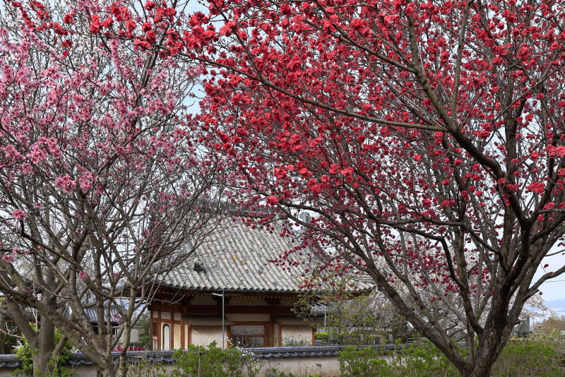 祥雲寺の桜と花桃_4月(愛媛県上島町)_1イメージ１