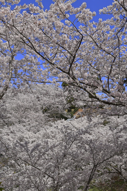 開山公園の桜・ツツジ_4月(愛媛県今治市)_1イメージ１６