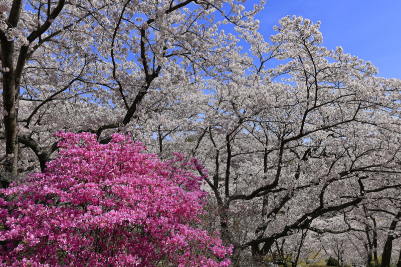 開山公園の桜・ツツジ_4月(愛媛県今治市)_2イメージ１１