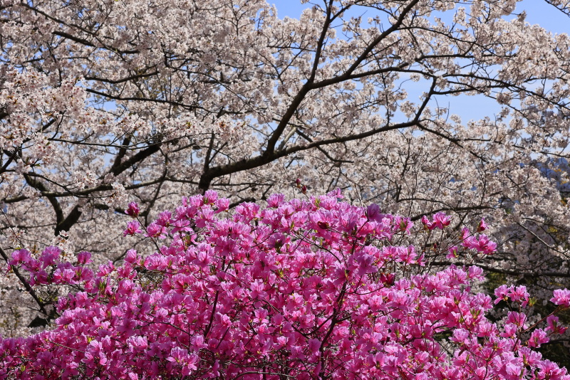 開山公園の桜・ツツジ_4月(愛媛県今治市)_2イメージ１３