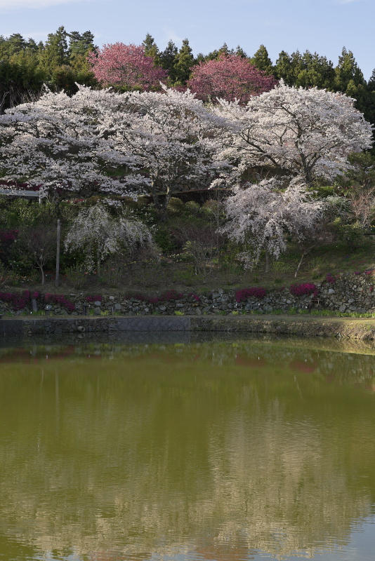 尾首の池の桜_3月(愛媛県内子町)_1イメージ１