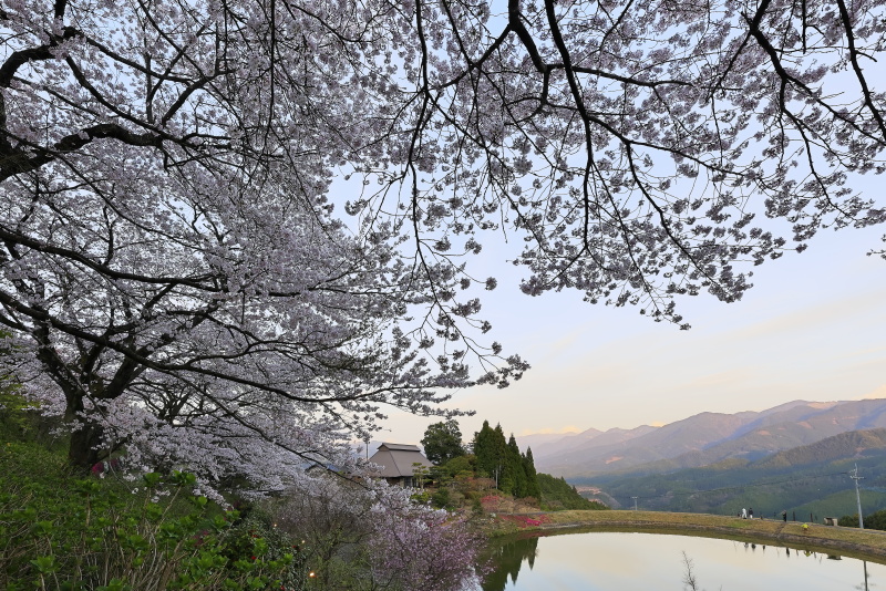 尾首の池の桜_3月(愛媛県内子町)_2イメージ１