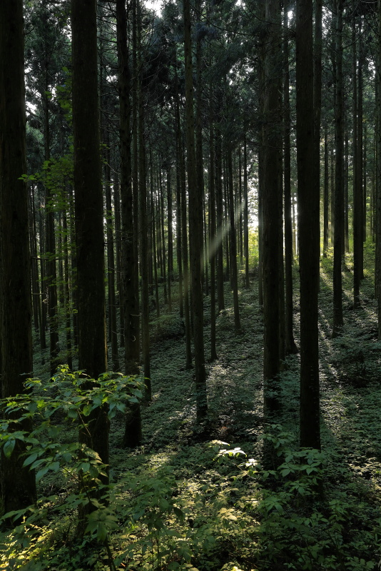 上林森林公園_7月(愛媛県東温市)イメージ１６