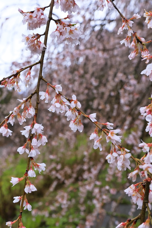 相野の花_3・4月(愛媛県内子町)イメージ１