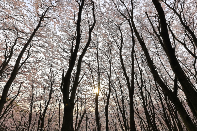 熊野神社(陽春桜)_4月(愛媛県西条市)_2イメージ１