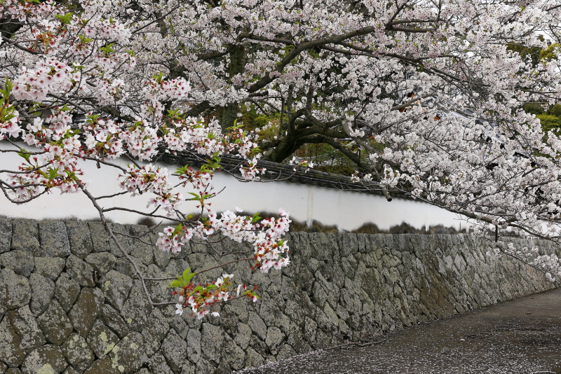 久妙寺の桜_4月(愛媛県西条市)_1イメージ１