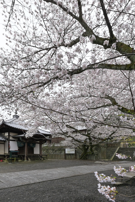 久妙寺の桜_4月(愛媛県西条市)_2イメージ１