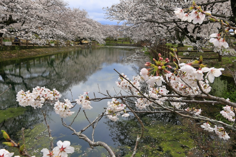 ひょうたん池の桜_4月(愛媛県西条市)イメージ１